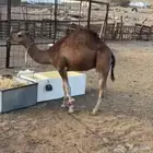 سلام عليكم ورحمة الله وبركاته القعود الأحمر من وادي الحم