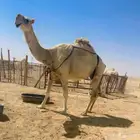 ضريبه شقحا كفو