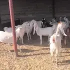 معزا هولندي ومشاريك