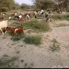 تيوس وعجول