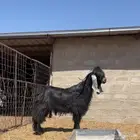 تيس عارض فحل