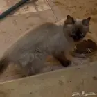 هملايا ضايع