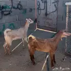 تيس وعناق للبيع