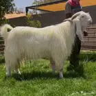 تيس ابيض خصم