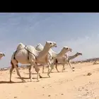 البل الكفووو