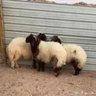 خرفان نواهي