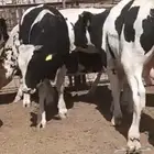 عجول هولنديه