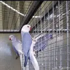 زوج دره كلير هيد