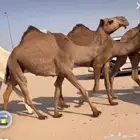 لقحه ساسها على الهدب ولقحه على على الهدب