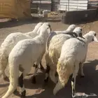 سواكن مرابي ناهيه