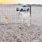 تيس