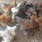 دجاج برهما شرورة