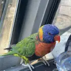 بغبغاء لوري قوس قزح 9شهور