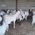 معزا مشاريك وهولنديات طيبه