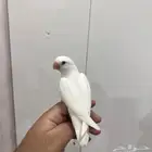 ببغاء روز أليف جدا  وهدد مناسب للأطفال ابيض كنه قطن