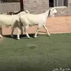 معزاء مصريات بيض