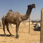 عشرا مزاين ضريبه على جميع الشروط