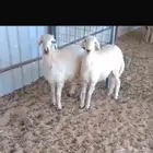 طليان ذبايح