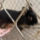 ارنب نذر لاند للبيع