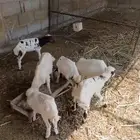 3 رخيل و3كباشه لبن