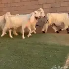 معزاء مصريات بيض