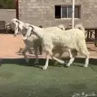 مشاريع تيوس مشاريك مصري بيض