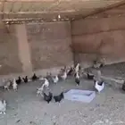 دجاج بياض ورومي بياض