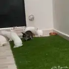 ارانب فصائل نادره