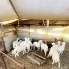ذبائح بتقسيط 4 دفعات
