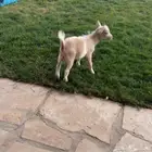 تيس قزمي