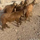 طليان سواكني جذعان