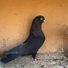 جوز قطايف للبيع
