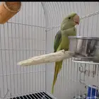 درة نيبالي إسكندراني