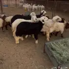 طليان نعيم ونجد للبيع