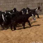 11 جفره وتيس عوارض