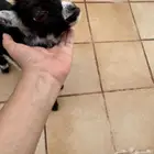 ماعز قزم صغير