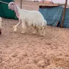 فحل عيسي صنف