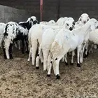 سواكن مرابي سمان