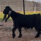 جذع عارضي صنف