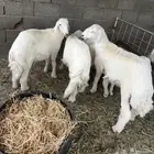 طليان مناسبات مشروطه للبيع