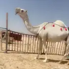 ضريبه عشرا