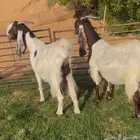 عنزين مشاريك جروم دفيع