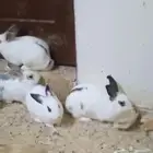 ارانب للبيع ذكور وإناث كبيره