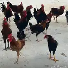 ديوك دجاج بلدي