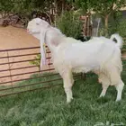 تيس رباع جرم له مقطع وهو يقرع
