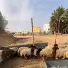 نعيم خرفان ورخال للبيع