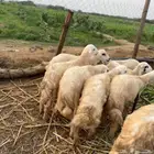 طليان حري