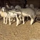 لبيع خرفات العدد 6 العمر 4 شهور