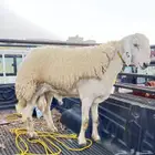 خروف صنف