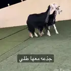 نجد مواليد